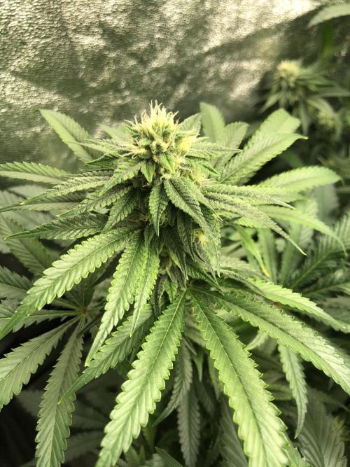 Gorilla Melon Fast Buds Indoor Fall. Week 15