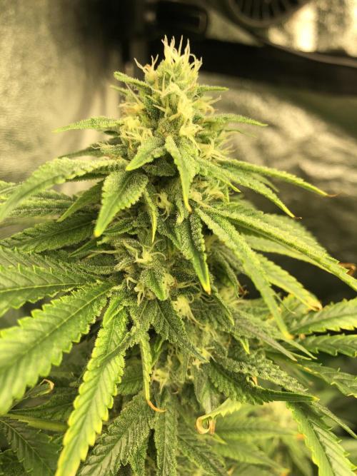 Gorilla Melon Fast Buds Indoor Fall. Week 15