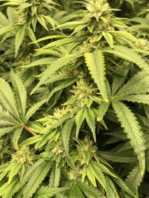 Gorilla Melon Fast Buds Indoor Fall. Week 15