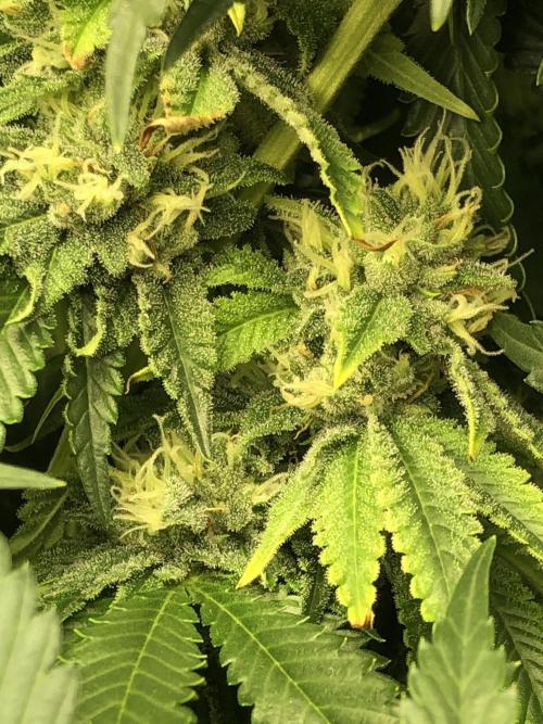 Gorilla Melon Fast Buds Indoor Fall. Week 15