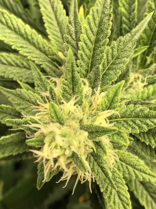 Gorilla Melon Fast Buds Indoor Fall. Week 15