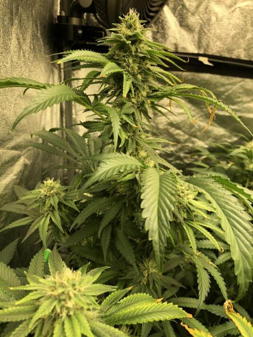 Gorilla Melon Fast Buds Indoor Fall. Week 15