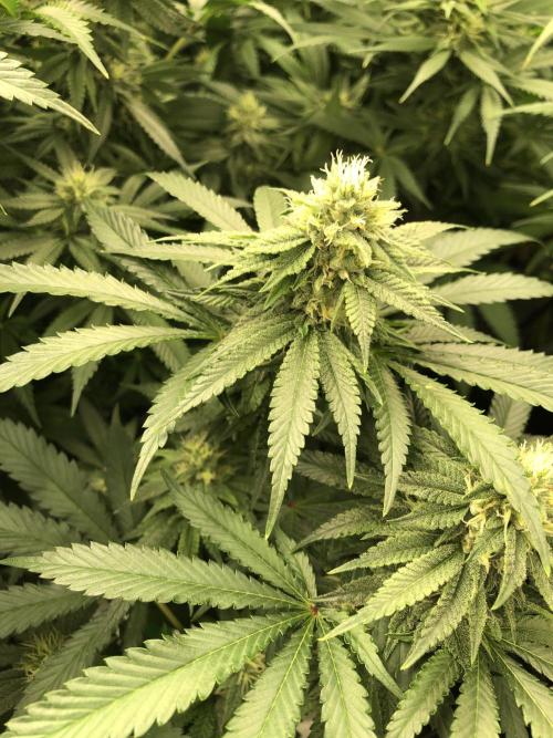 Gorilla Melon Fast Buds Indoor Fall. Week 15