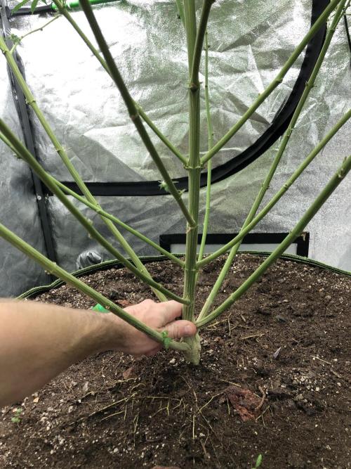 Gorilla Melon Fast Buds Indoor Fall. Week 15