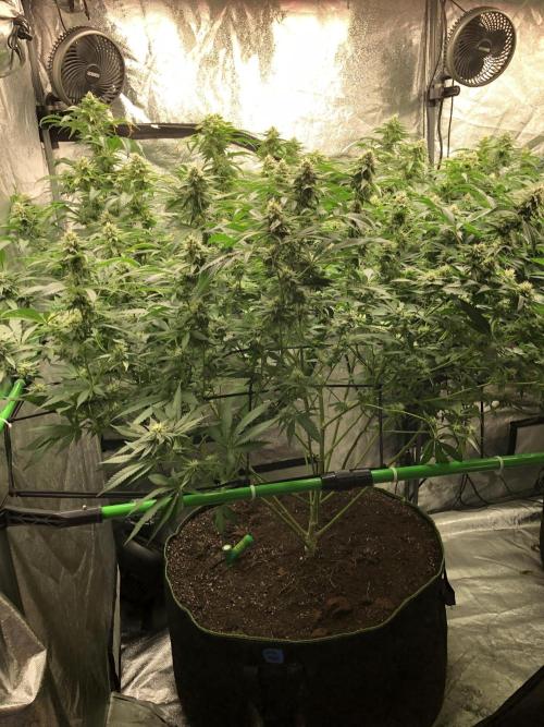 Gorilla Melon Fast Buds Indoor Fall. Week 15