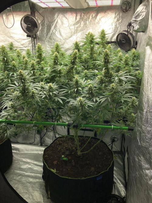 Euphoria Divine Seeds Indoor Fall. Week 15