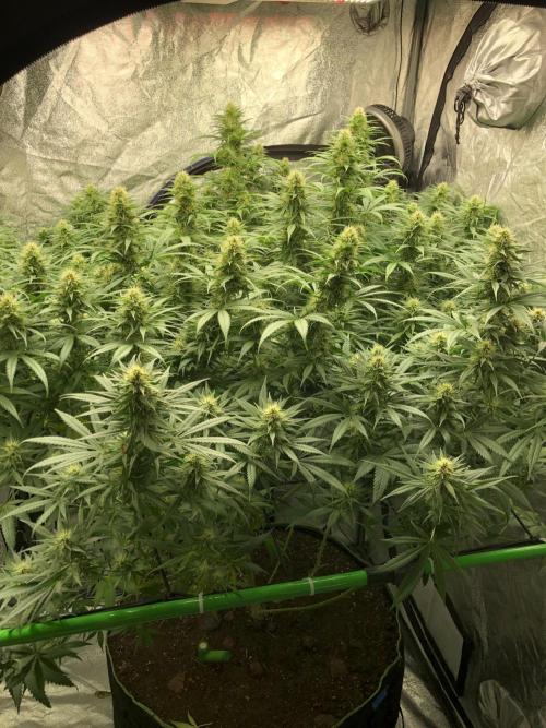 Euphoria Divine Seeds Indoor Fall. Week 15