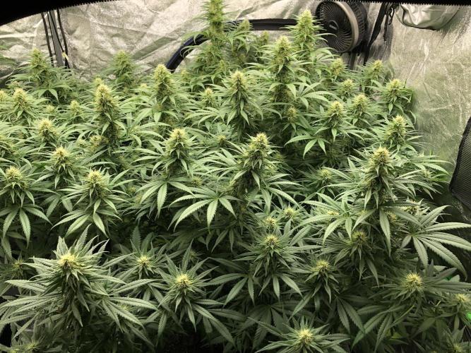 Euphoria Divine Seeds Indoor Fall. Week 15