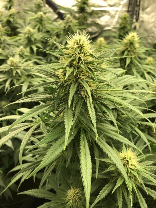 Euphoria Divine Seeds Indoor Fall. Week 15
