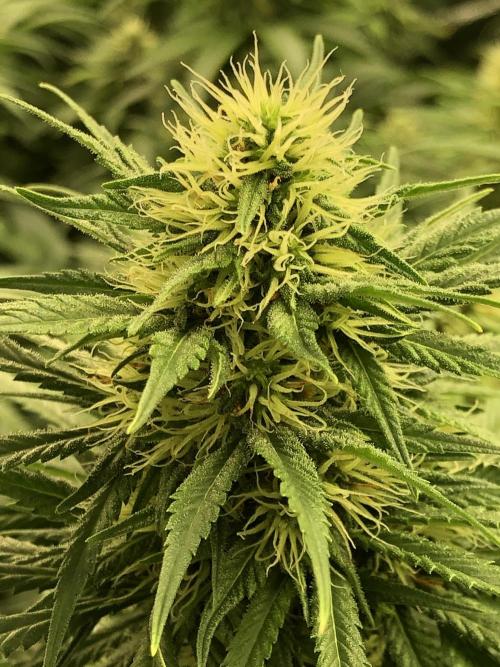 Euphoria Divine Seeds Indoor Fall. Week 15