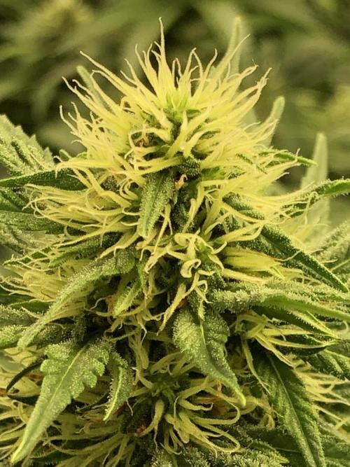 Euphoria Divine Seeds Indoor Fall. Week 15