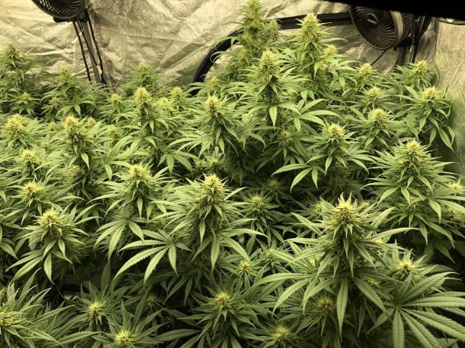 Euphoria Divine Seeds Indoor Fall. Week 15