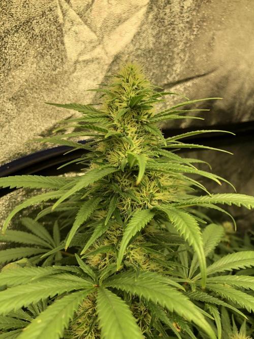 Euphoria Divine Seeds Indoor Fall. Week 15