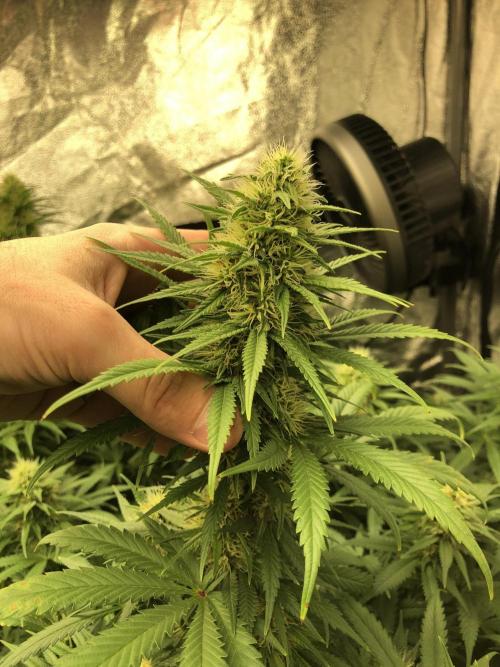 Euphoria Divine Seeds Indoor Fall. Week 15
