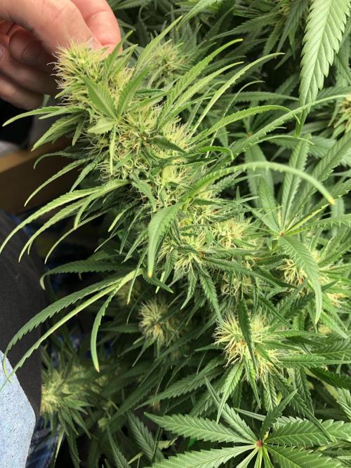 Euphoria Divine Seeds Indoor Fall. Week 15