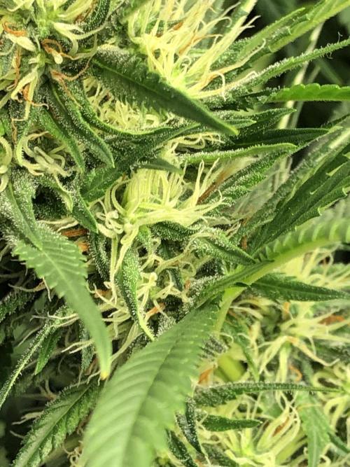 Euphoria Divine Seeds Indoor Fall. Week 15