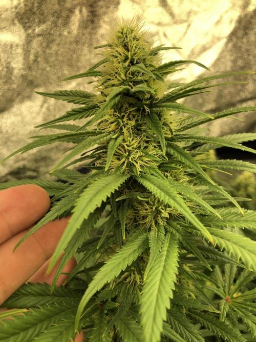 Euphoria Divine Seeds Indoor Fall. Week 15