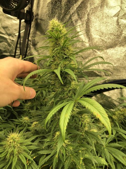 Euphoria Divine Seeds Indoor Fall. Week 15