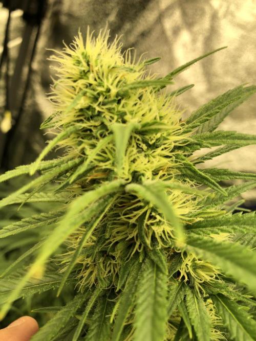 Euphoria Divine Seeds Indoor Fall. Week 15