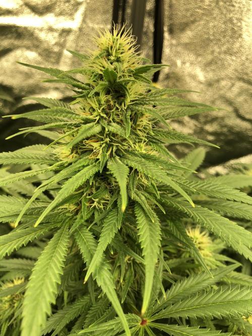 Euphoria Divine Seeds Indoor Fall. Week 15