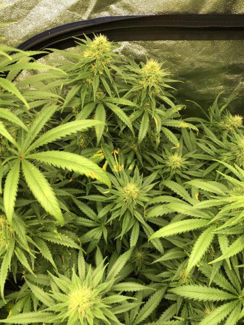 Euphoria Divine Seeds Indoor Fall. Week 15