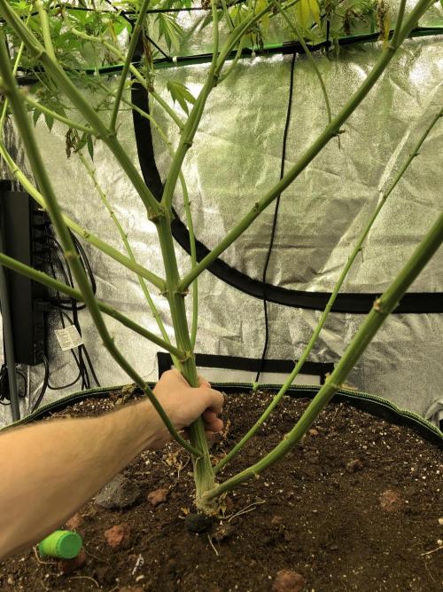 Euphoria Divine Seeds Indoor Fall. Week 15