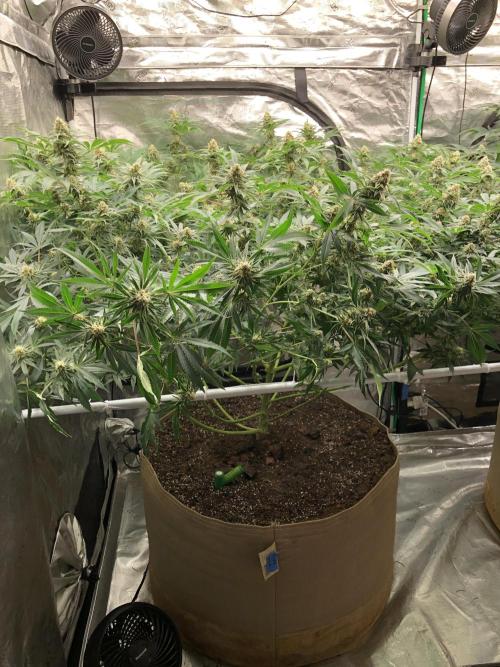 Purple Punch 00 Indoor Scrog Fall. Week 15