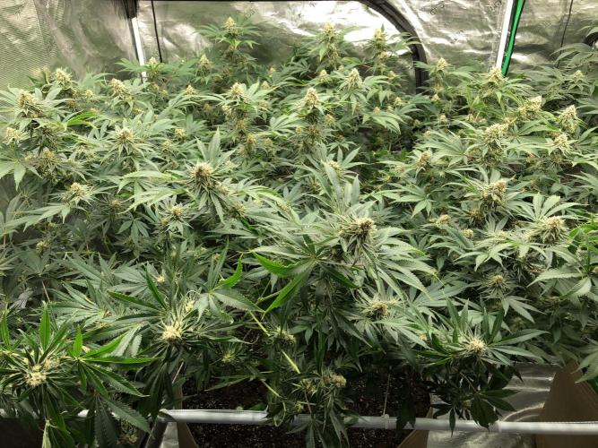 Purple Punch 00 Indoor Scrog Fall. Week 15