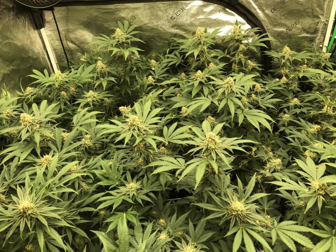 Purple Punch 00 Indoor Scrog Fall. Week 15