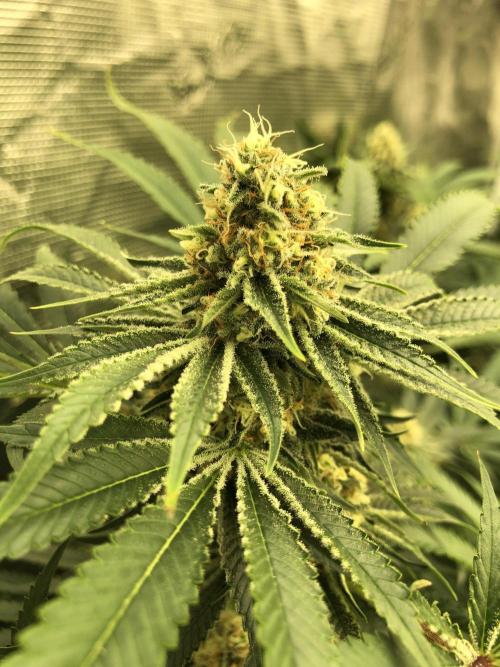 Purple Punch 00 Indoor Scrog Fall. Week 15