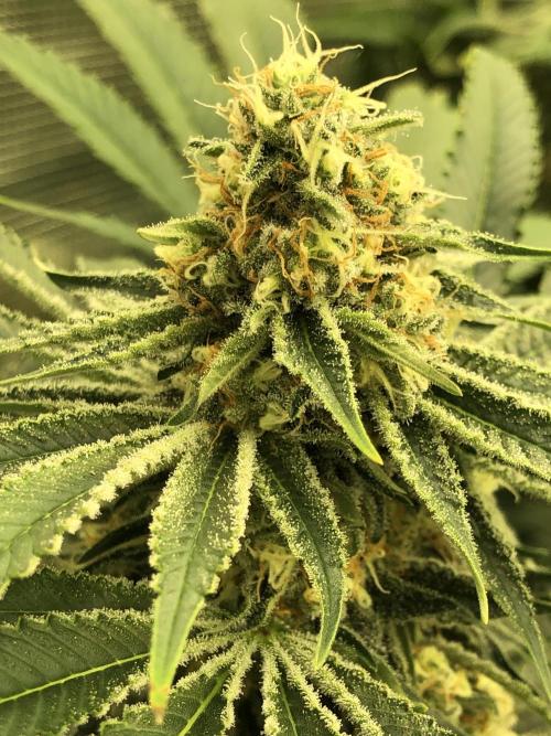 Purple Punch 00 Indoor Scrog Fall. Week 15