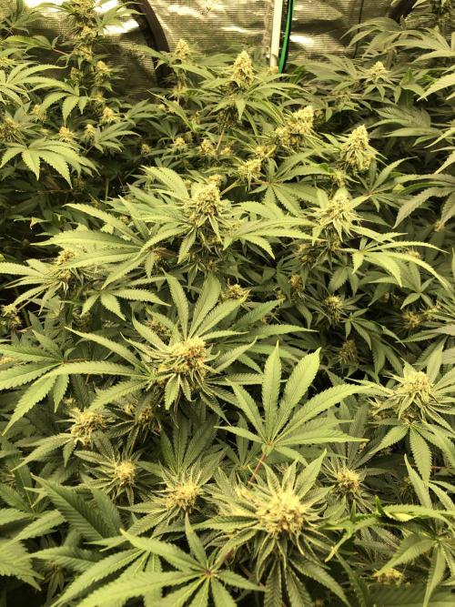 Purple Punch 00 Indoor Scrog Fall. Week 15