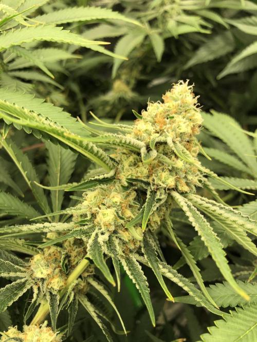 Purple Punch 00 Indoor Scrog Fall. Week 15