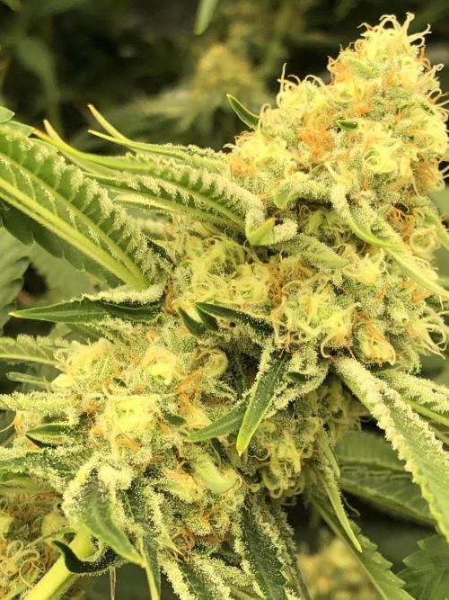 Purple Punch 00 Indoor Scrog Fall. Week 15