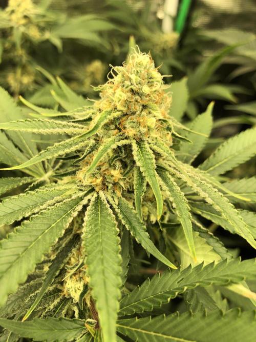 Purple Punch 00 Indoor Scrog Fall. Week 15