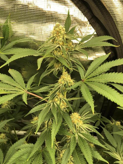 Purple Punch 00 Indoor Scrog Fall. Week 15