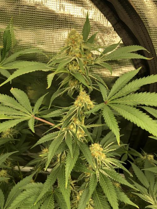 Purple Punch 00 Indoor Scrog Fall. Week 15