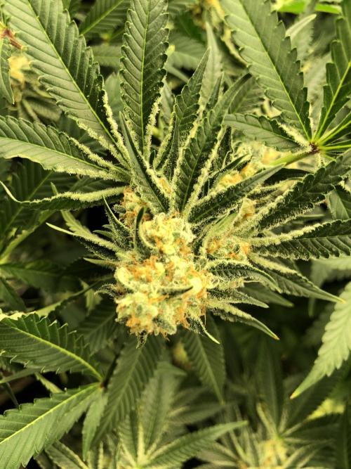 Purple Punch 00 Indoor Scrog Fall. Week 15