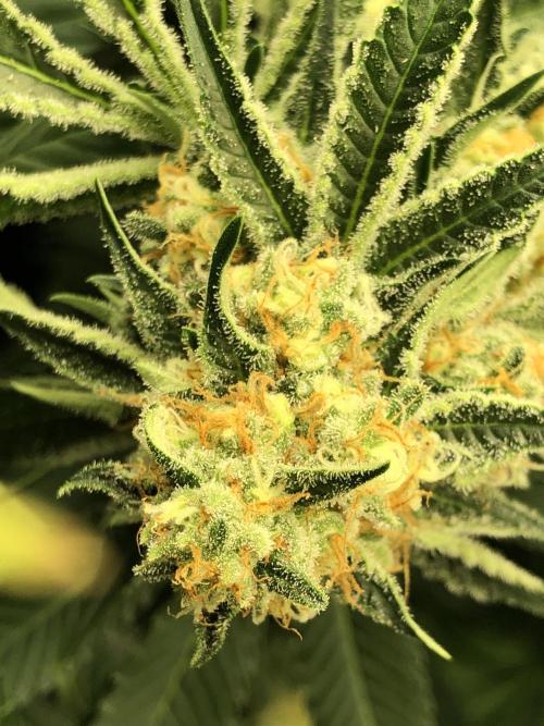 Purple Punch 00 Indoor Scrog Fall. Week 15