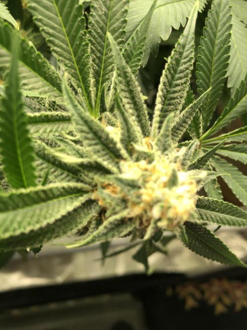 Purple Punch 00 Indoor Scrog Fall. Week 15