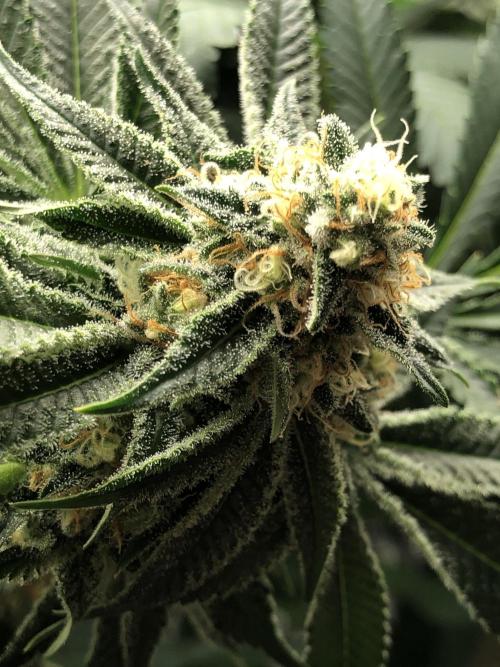 Purple Punch 00 Indoor Scrog Fall. Week 15