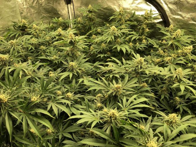 Purple Punch 00 Indoor Scrog Fall. Week 15