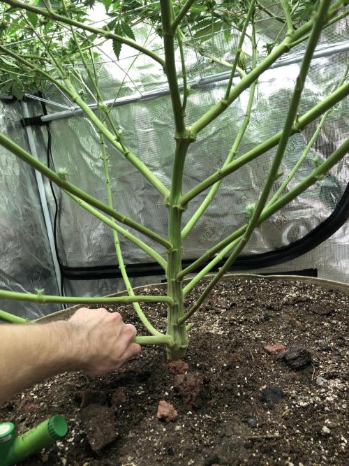 Purple Punch 00 Indoor Scrog Fall. Week 15