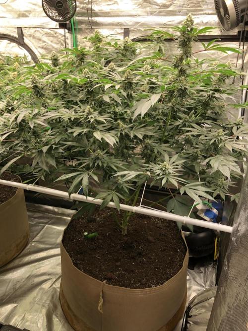 Witches Wedding Seedman Indoor Fall. Week 15