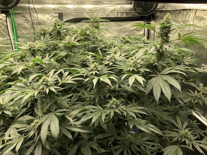 Witches Wedding Seedman Indoor Fall. Week 15