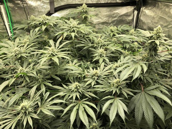 Witches Wedding Seedman Indoor Fall. Week 15