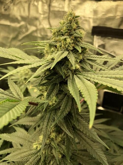 Witches Wedding Seedman Indoor Fall. Week 15