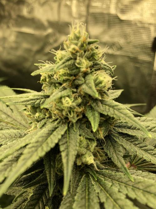 Witches Wedding Seedman Indoor Fall. Week 15