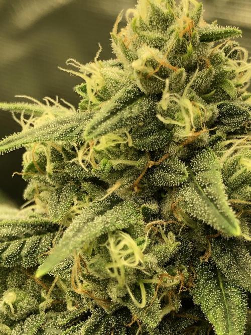 Witches Wedding Seedman Indoor Fall. Week 15