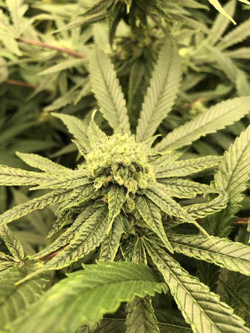 Witches Wedding Seedman Indoor Fall. Week 15